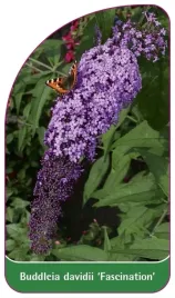 etykieta-szkolkarska-buddleia-davidii-fascination