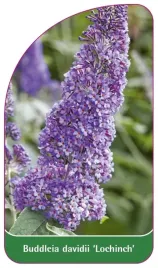 etykieta-szkolkarska-buddleia-davidii-lochinch