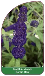 etykieta-szkolkarska-buddleia-davidii-nanho-blue-standard-a