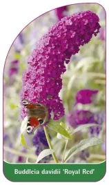 etykieta-szkolkarska-buddleia-davidii-royal-red-a