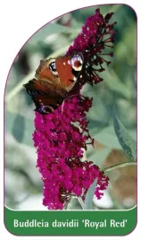 etykieta-szkolkarska-buddleia-davidii-royal-red-b