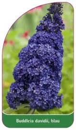 etykieta-szkolkarska-buddleia-davidii-blau