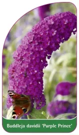 etykieta-szkolkarska-buddleja-davidii-purple-prince