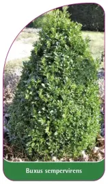 etykieta-szkolkarska-buxus-sempervirens-b