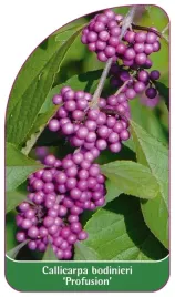 etykieta-szkolkarska-callicarpa-bodinieri-profusion-a