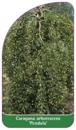 etykieta-szkolkarska-caragana-arborescens-pendula-a