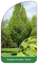 etykieta-szkolkarska-carpinus-betulus-lucas