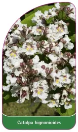 etykieta-szkolkarska-catalpa-bignonioides-a