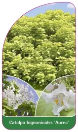 etykieta-szkolkarska-catalpa-bignonioides-aurea