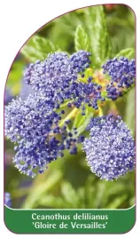 etykieta-szkolkarska-ceanothus-delilianus-gloire-de-versailles