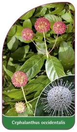 etykieta-szkolkarska-cephalanthus-occidentalis-guzikowiec