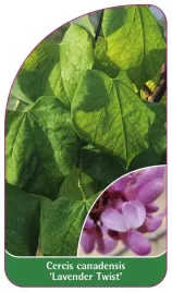 etykieta-szkolkarska-cercis-canadensis-lavender-twist