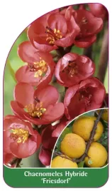 etykieta-szkolkarska-chaenomeles-hybride-friesdorf