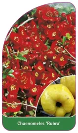 etykieta-szkolkarska-chaenomeles-rubra