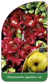 etykieta-szkolkarska-chaenomeles-japonica-rot