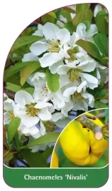 etykieta-szkolkarska-chaenomeles-nivalis