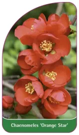 etykieta-szkolkarska-chaenomeles-orange-star