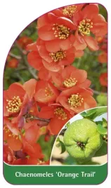 etykieta-szkolkarska-chaenomeles-orange-trail