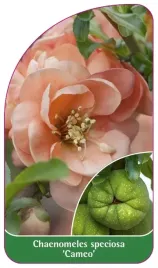 etykieta-szkolkarska-chaenomeles-speciosa-cameo
