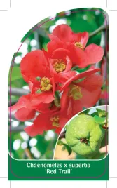 etykieta-szkolkarska-chaenomeles-x-superba-red-trail