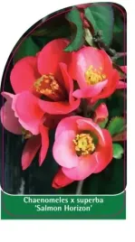 etykieta-szkolkarska-chaenomeles-x-superba-salmon-horizon
