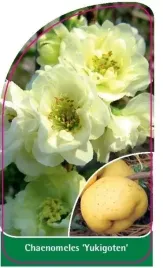etykieta-szkolkarska-chaenomeles-yukigoten