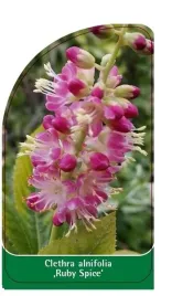etykieta-szkolkarska-clethra-alnifolia-ruby-spice
