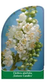 etykieta-szkolkarska-clethra-alnifolia-sixteen-candles