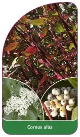 etykieta-szkolkarska-cornus-alba