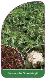 etykieta-szkolkarska-cornus-alba-kesselringii