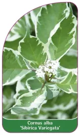 etykieta-szkolkarska-cornus-alba-sibirica-variegata