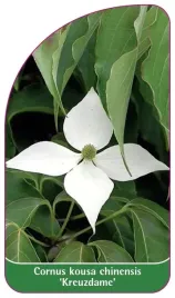 etykieta-szkolkarska-cornus-kousa-chinensis-kreuzdame