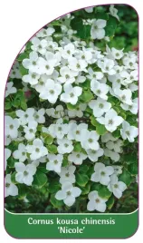 etykieta-szkolkarska-cornus-kousa-chinensis-nicole