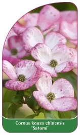 etykieta-szkolkarska-cornus-kousa-chinensis-satomi