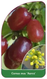 etykieta-szkolkarska-cornus-mas-aurea