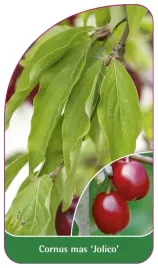 etykieta-szkolkarska-cornus-mas-jolico