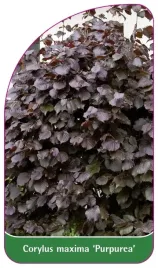 etykieta-szkolkarska-corylus-maxima-purpurea