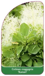etykieta-szkolkarska-cotinus-coggygaria-kanari