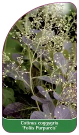 etykieta-szkolkarska-cotinus-coggygria-foliis-purpureis