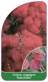 etykieta-szkolkarska-cotinus-coggygria-rubrifolius