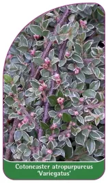 etykieta-szkolkarska-cotoneaster-atropurpureus-variegatus