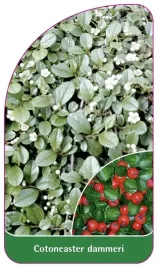 etykieta-szkolkarska-cotoneaster-dammeri