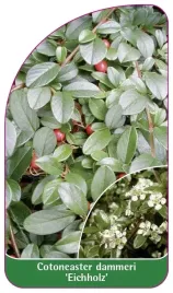 etykieta-szkolkarska-cotoneaster-dammeri-eichholz