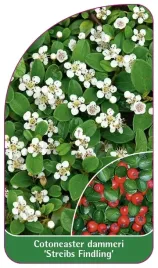 etykieta-szkolkarska-cotoneaster-dammeri-streibs-findling
