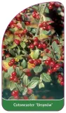 etykieta-szkolkarska-cotoneaster-ursynow