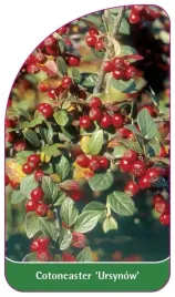 etykieta-szkolkarska-cotoneaster-ursynow