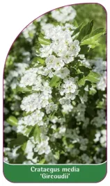etykieta-szkolkarska-crataegus-media-gireoudii