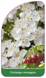 etykieta-szkolkarska-crataegus-monogyna