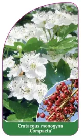 etykieta-szkolkarska-crataegus-monogyna-compacta