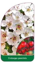 etykieta-szkolkarska-crataegus-punctata